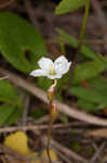 dwarf sundew